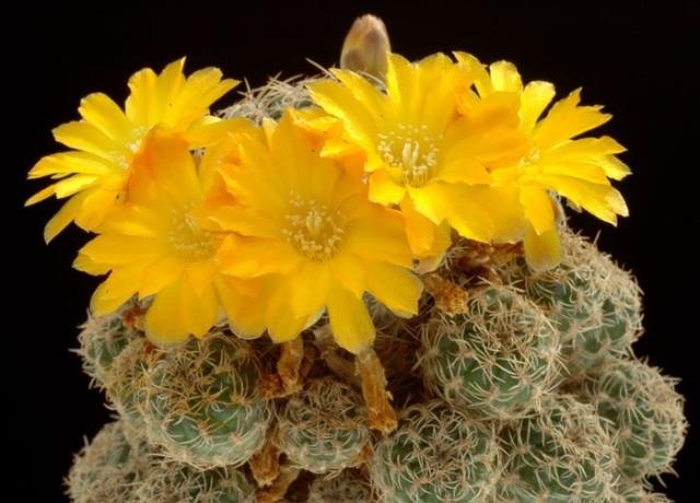 Sulcorebutia_breviflora